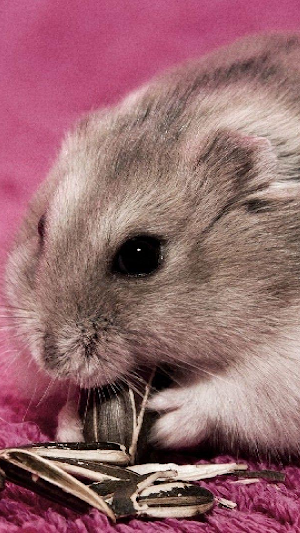 Wallpapers Hamsters Screenshot 0