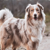 Australian Shepherds Wallpaper