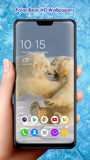 Polar Bear HD Wallpapers Screenshot 3