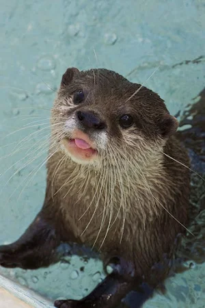 Sea Otter Wallpapers Screenshot 3