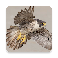 Peregrine Falcon Sound Collections ~ Sclip.app