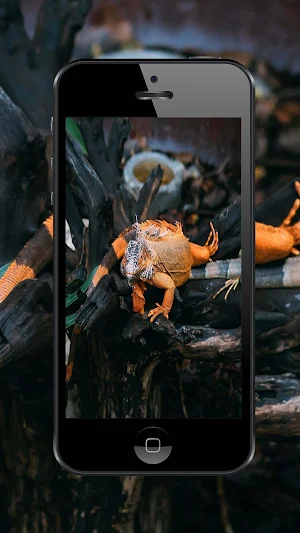 Lizard Wallpapers and Backgrounds Screenshot 2