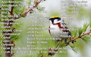 1000+ Suara Kicau Burung MP3 Screenshot 0