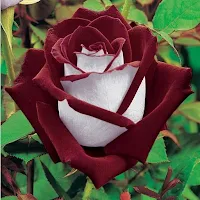 Flowers live wallpaper