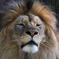 Lion Wallpapers 4K Backgrounds