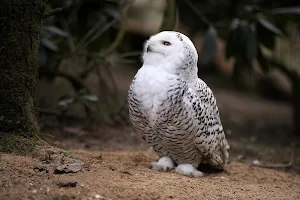 Snowy Owl Wallpapers Screenshot 2