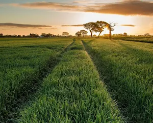 3D GRASS Live Wallpaper HD Screenshot 3