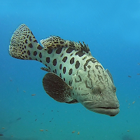 Coastal Fishes