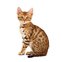 Bengal Cat Wallpapers