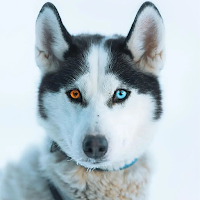 Dog Wallpapers