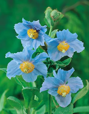 Himalayan Poppy Wallpapers Screenshot 1