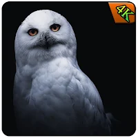 Owl Wallpaper