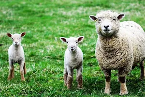Sheep wallpapers Screenshot 0