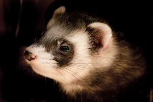 Ferret wallpapers Screenshot 3
