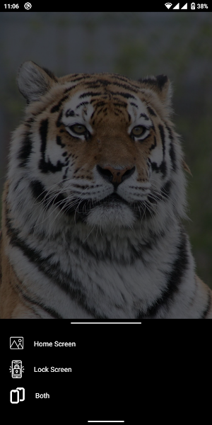 Tiger HD, 4K Wallpapers Screenshot 3