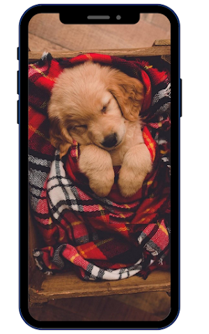 Golden Retriever Wallpapers Screenshot 1