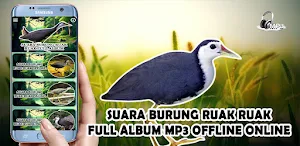 Suara Burung Ruak Ruak Offline Screenshot 3