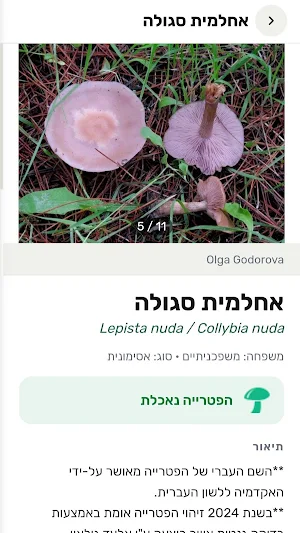 מהשרום - זיהוי פטריות בישראל Screenshot 2