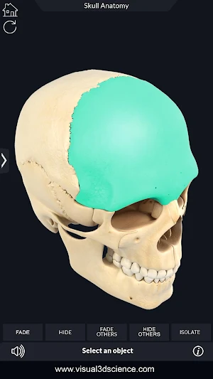 Skull Anatomy Pro. Screenshot 3