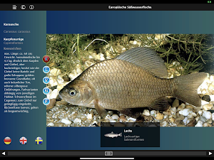 Europäische Süßwasserfische Screenshot 2