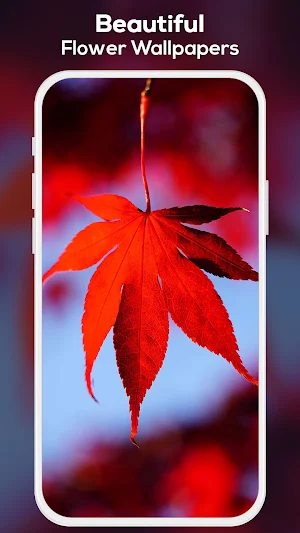 Love Wallpapers and Backgrounds Screenshot 2