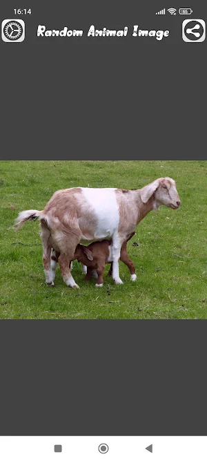 Random Animal Image Screenshot 1