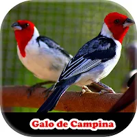 Meu Galo de Campina