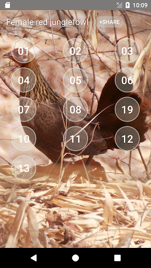 Red junglefowl Female Sound Screenshot 1