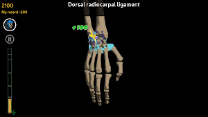 Anatomy Ninja Upper Limb Screenshot 3