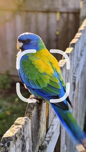 Bird Identifier Screenshot 0