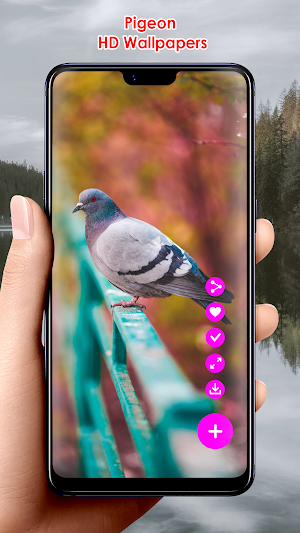 Pigeon HD Wallpapers Screenshot 2
