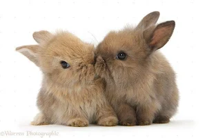 Bunnies Wallpapers HD Screenshot 0