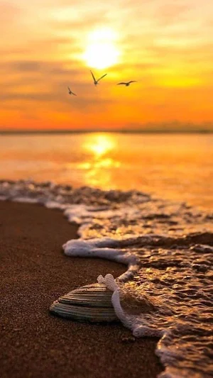 Beach Video Wallpapers Screenshot 2