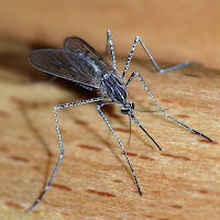 Mosquito Sounds