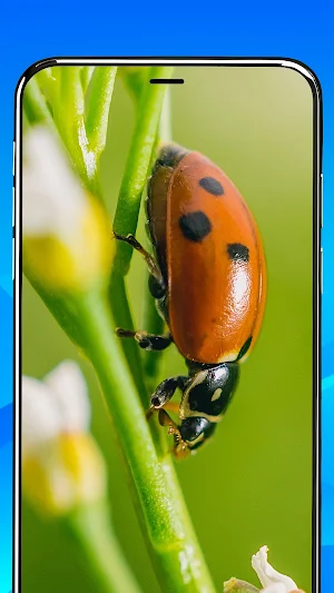 Phone Magnifier & Flashlight Screenshot 1