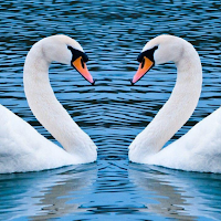 Swan Wallpapers