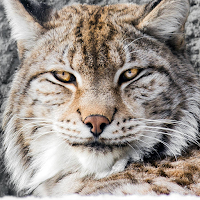 Bobcat Sounds