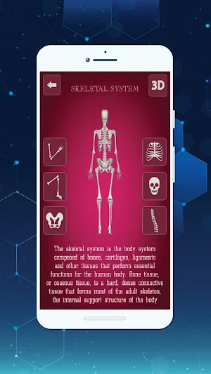3D Female Anatomy: 3D Bones Skeleton & Organs Screenshot 3