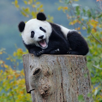 Panda Wallpapers