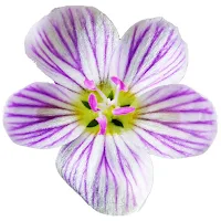 Flora of Virginia