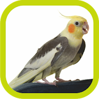 Cockatiel Sounds Offline (Teach Sound)