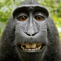 Animal sounds funny