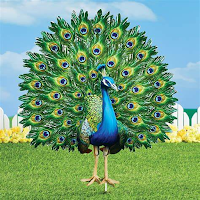 Peacock Sounds