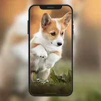 Kubet: Dog Cute Wallpaper HD