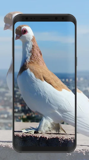 Pigeon Wallpaper Screenshot 3