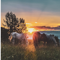 Horse Wallpapers