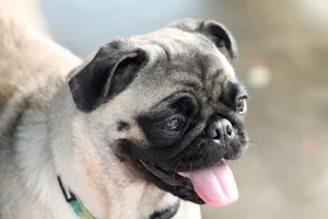 Pug wallpapers Screenshot 0