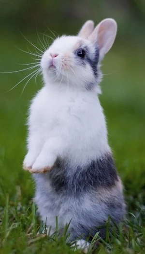 Bunnies Screenshot 0