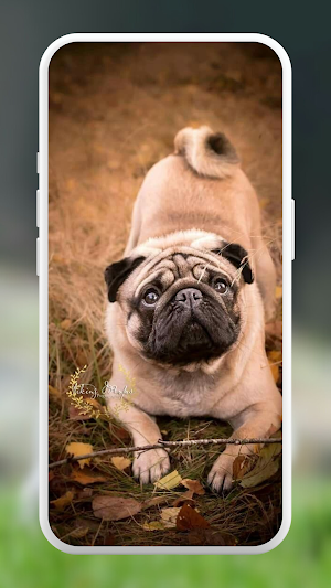 Pug Wallpapers screenshot 3
