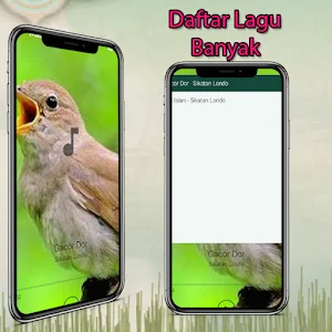 Masteran Sikatan Londo Gacor Screenshot 0